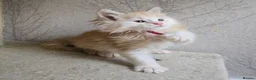 Maine Coon cats for sale: RARE Red High Silver Stunning Maine Coons Boys - Advert 8