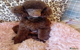 Cavapoochon dogs for sale: 🌟 Stunning F1B Cavapoochon puppies available now  - Image 2