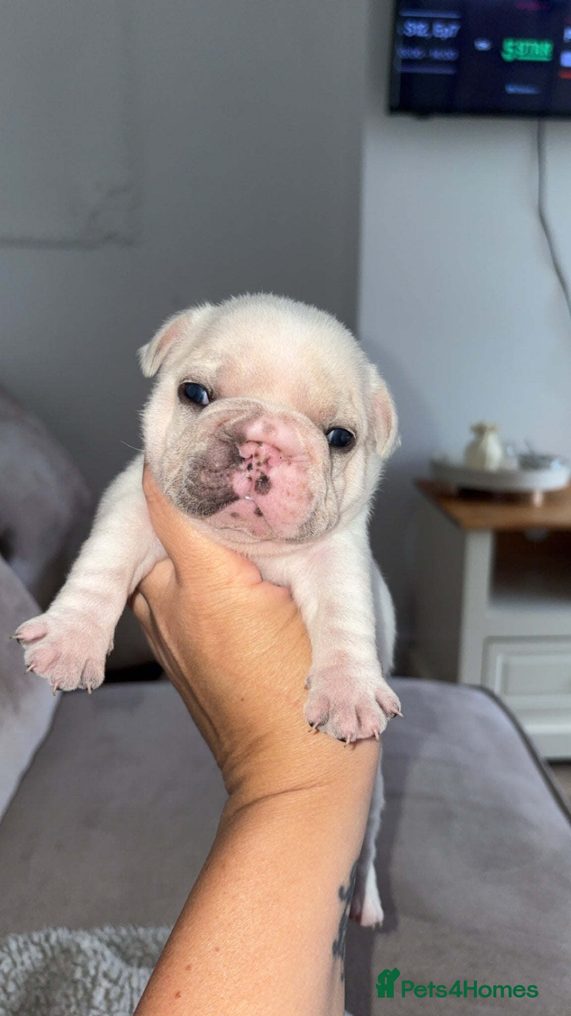French Bulldog dogs for sale: Frenchie pups for sale! in Liverpool - Advert 4
