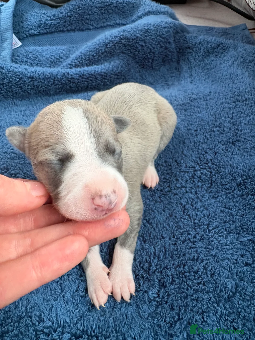 Whippet dogs for sale: 💕⭐️KC WHIPPET PUPS⭐️ 💕 - Advert 31