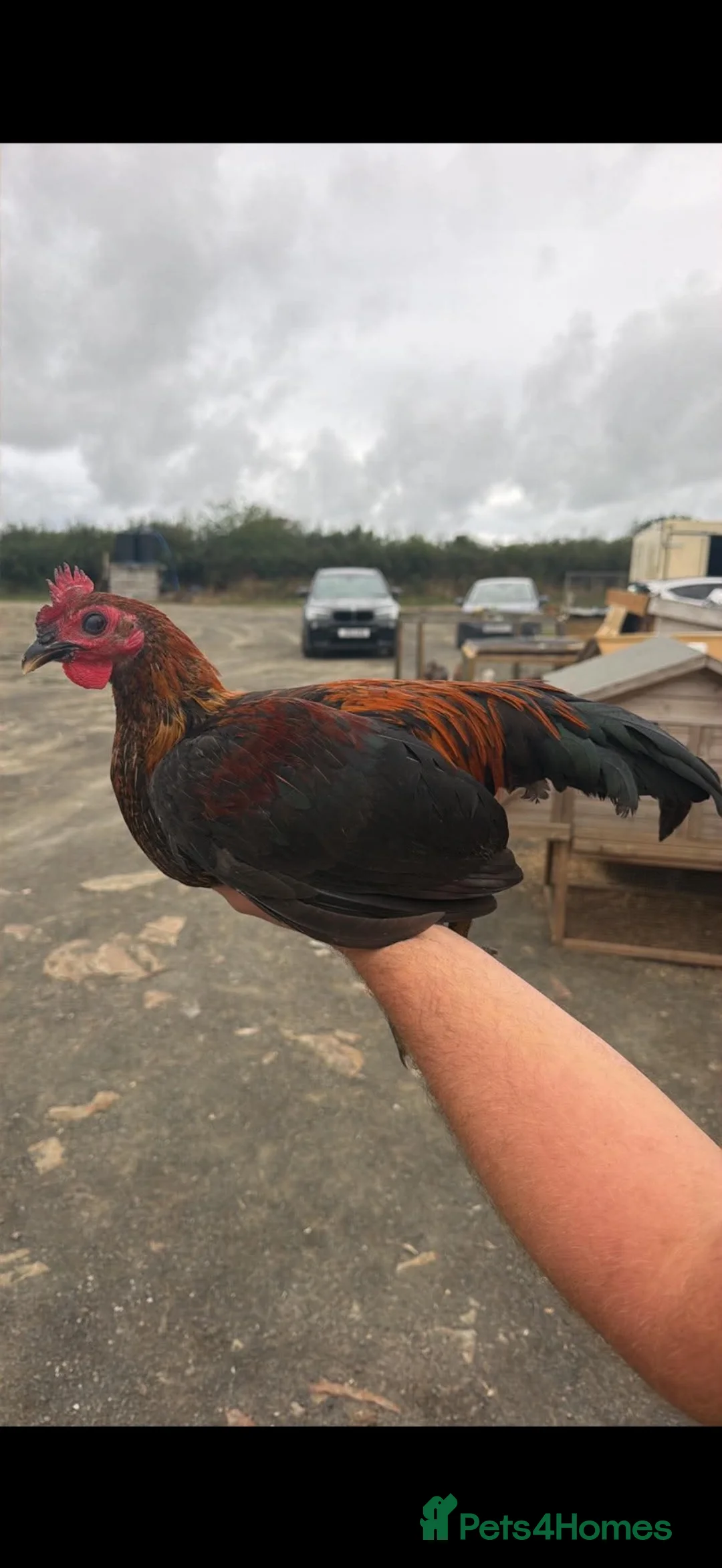 Chickens poultry for sale: Game birds  in Holsworthy - Advert 1