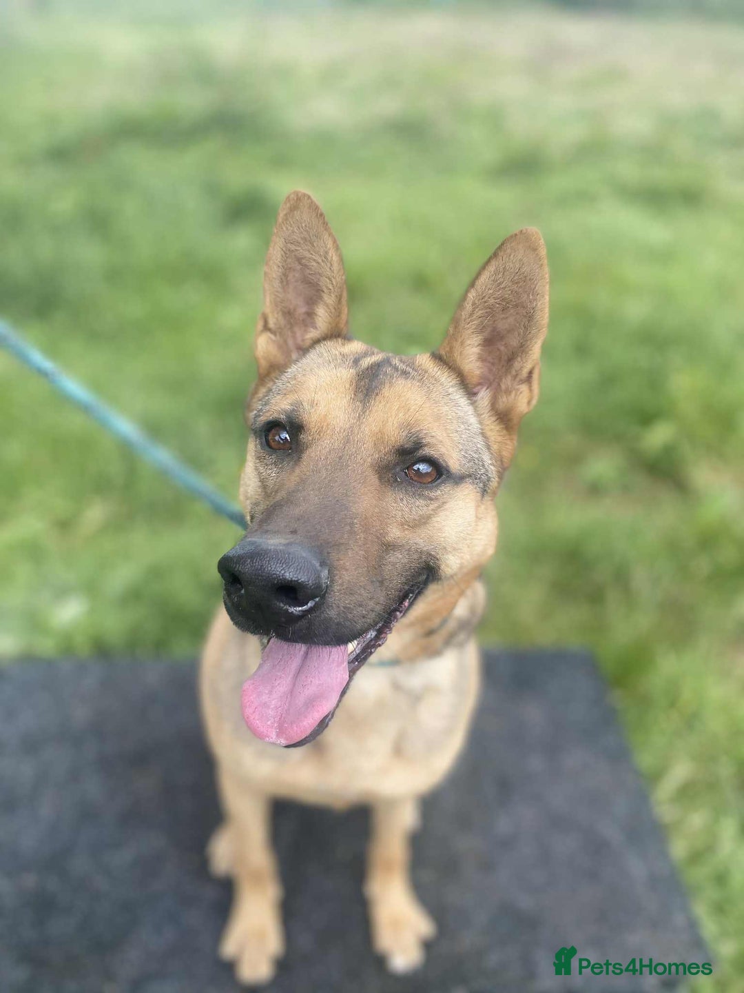 Mixed Breed dogs for adoption: KODA - 5 years old, Shepherd Mix, Boy - Image 3