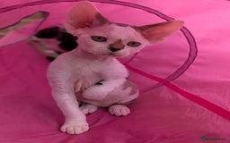 Devon Rex cats for sale: Two cuddlebugs- literally sticker cats available❤️ - Image 8