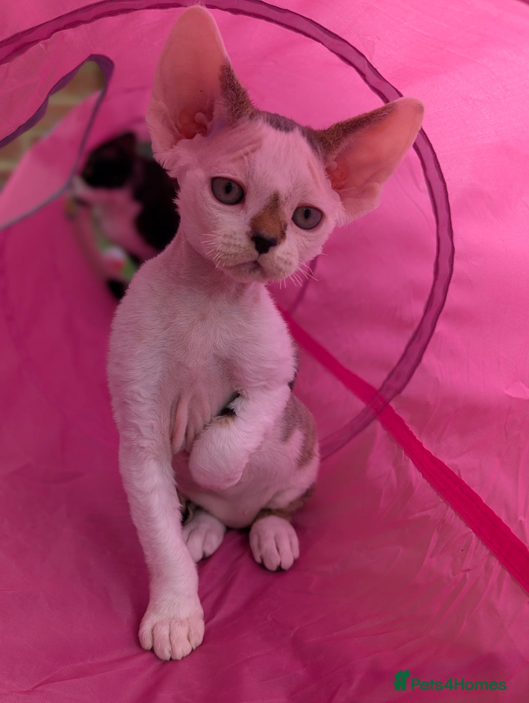 Devon Rex cats for sale: Two cuddlebugs- literally sticker cats available❤️ - Image 8