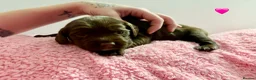 Springador dogs for sale: 🐾 Looking for a Loving Home – Meet Luna 🐾 - Advert 6