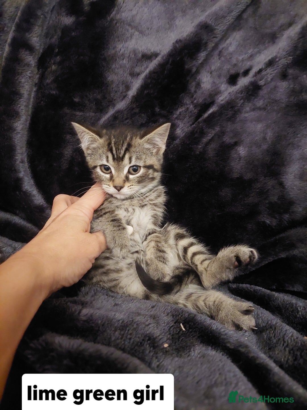 Mixed Breed cats for sale: Beautiful siver tabby kittens  - Image 14