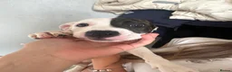Mixed Breed dogs for sale: Aylestone Old Tyme English Bulldog in Sutton-in-Ashfield - Advert 9