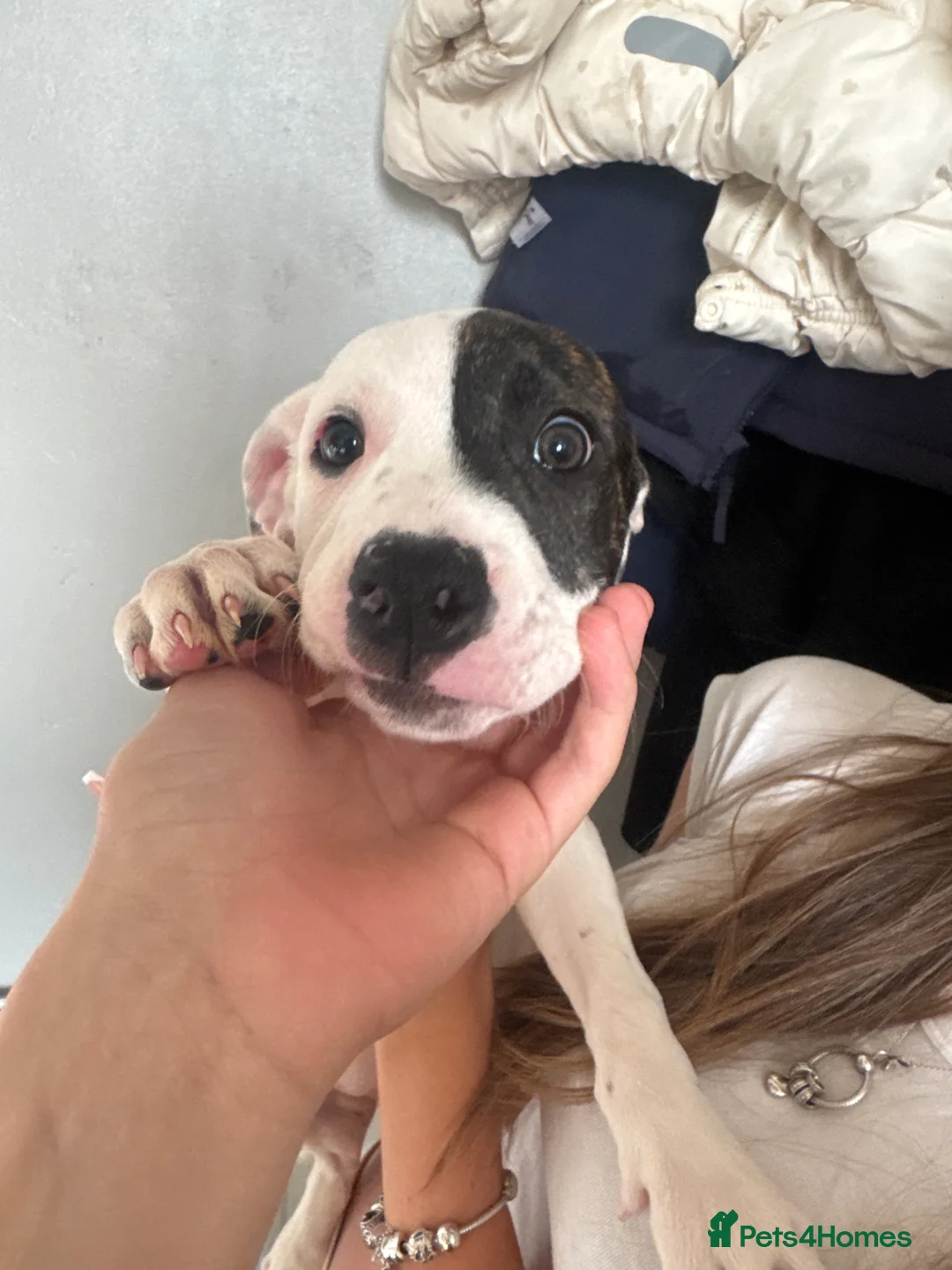 Mixed Breed dogs for sale: Aylestone Old Tyme English Bulldog in Sutton-in-Ashfield - Advert 9