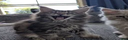 Maine Coon cats for sale: TICA Registered Maine Coon Kittens  - Advert 12
