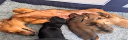 Miniature Dachshund dogs for sale: 🐾 Beautiful Miniature Dachshund Puppies 🐾  - Advert 6