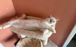 British Shorthair cats for sale: 2 Male British shorthairs. - Image 5