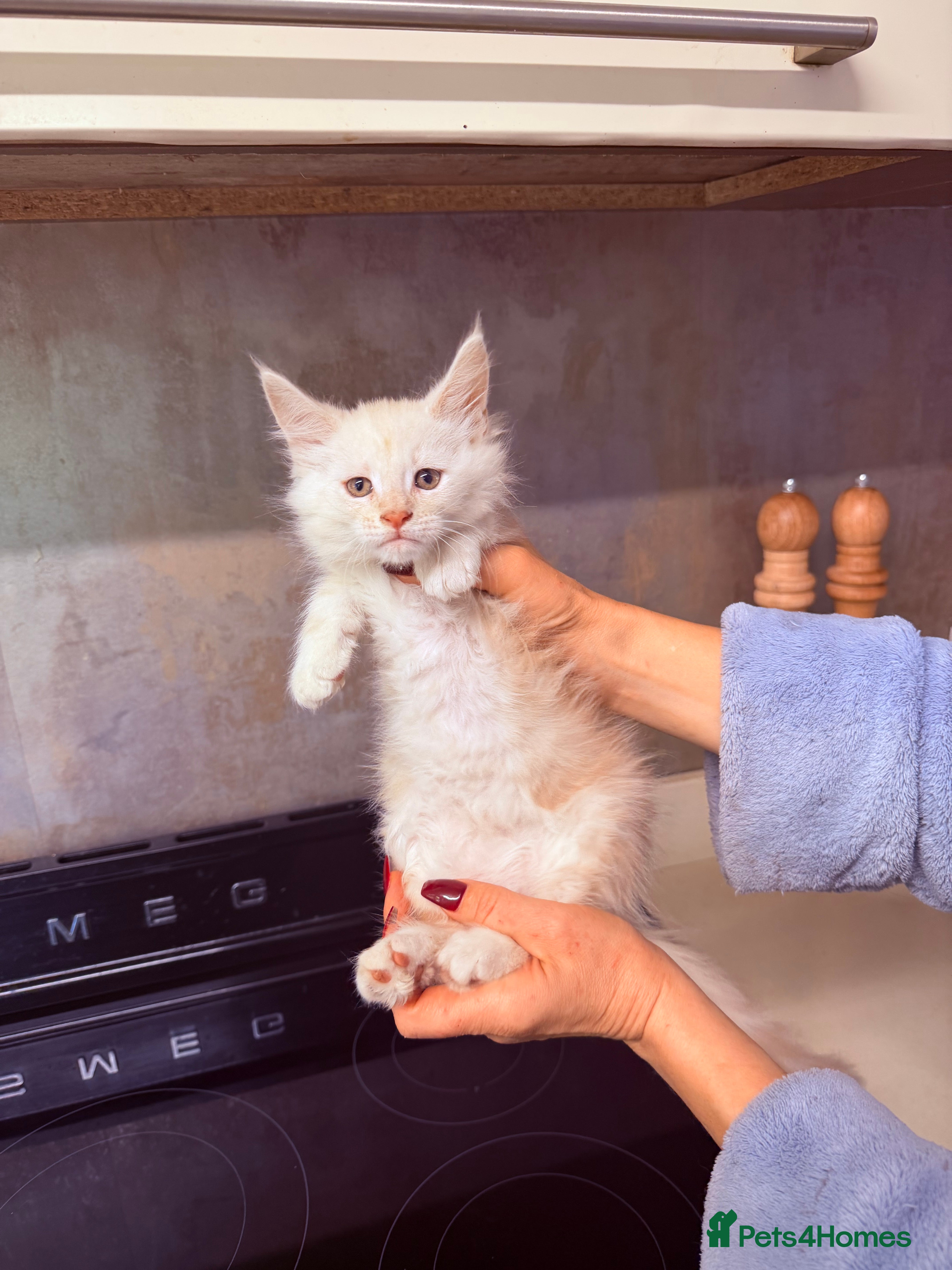 Maine Coon cats DNA Clear Main Coone Kittens, Ready Now 🏡🏆 - Advert 17