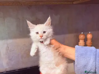 Maine Coon cats DNA Clear Main Coone Kittens, Ready Now 🏡🏆 - Advert 17