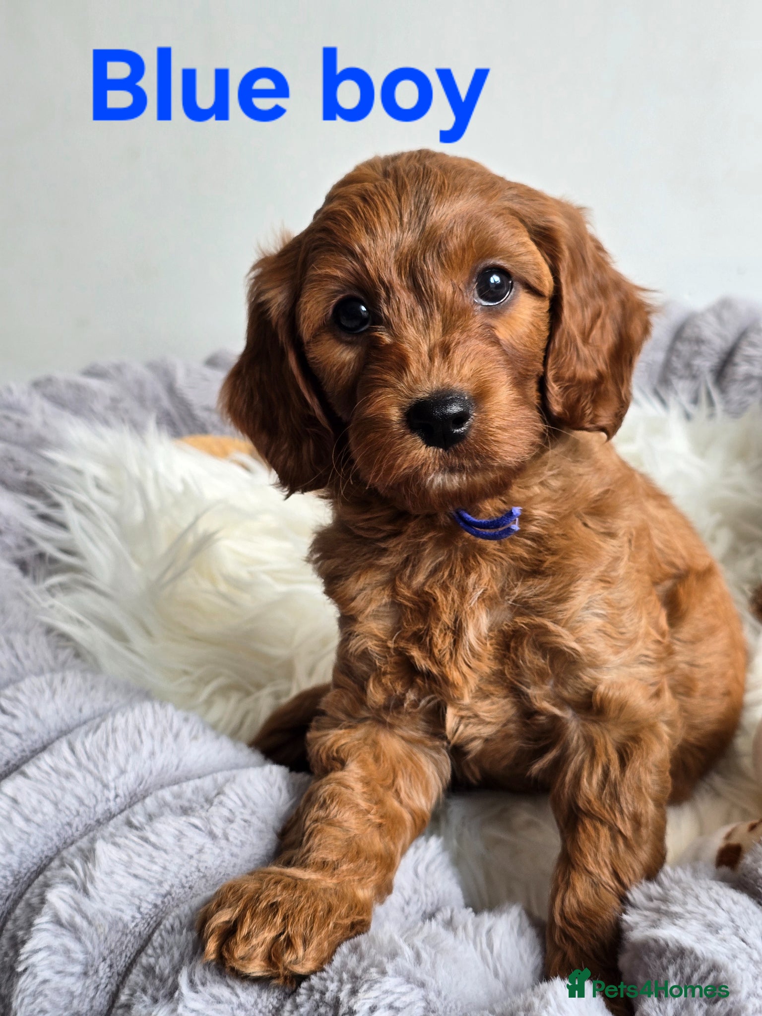 Cavapoo dogs ❤️Cavapoo F1b❤️ DNA tested  - Advert 1