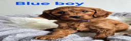 Cavapoo dogs for sale: MiniatureF1B💥DNAHealthTestedParents💥FamilyRaised - Advert 20