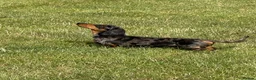 Miniature Dachshund dogs for stud: Fully health tested Stud - Lord Silvernickel Buck  - Advert 5