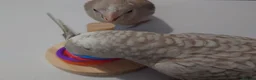Cockatiels birds for sale: Hand reared silly tame DNA sexed baby cockatiels  - Advert 14