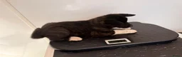 Akita dogs for sale: 2 Female KC American Akitas  in Alness - Advert 2