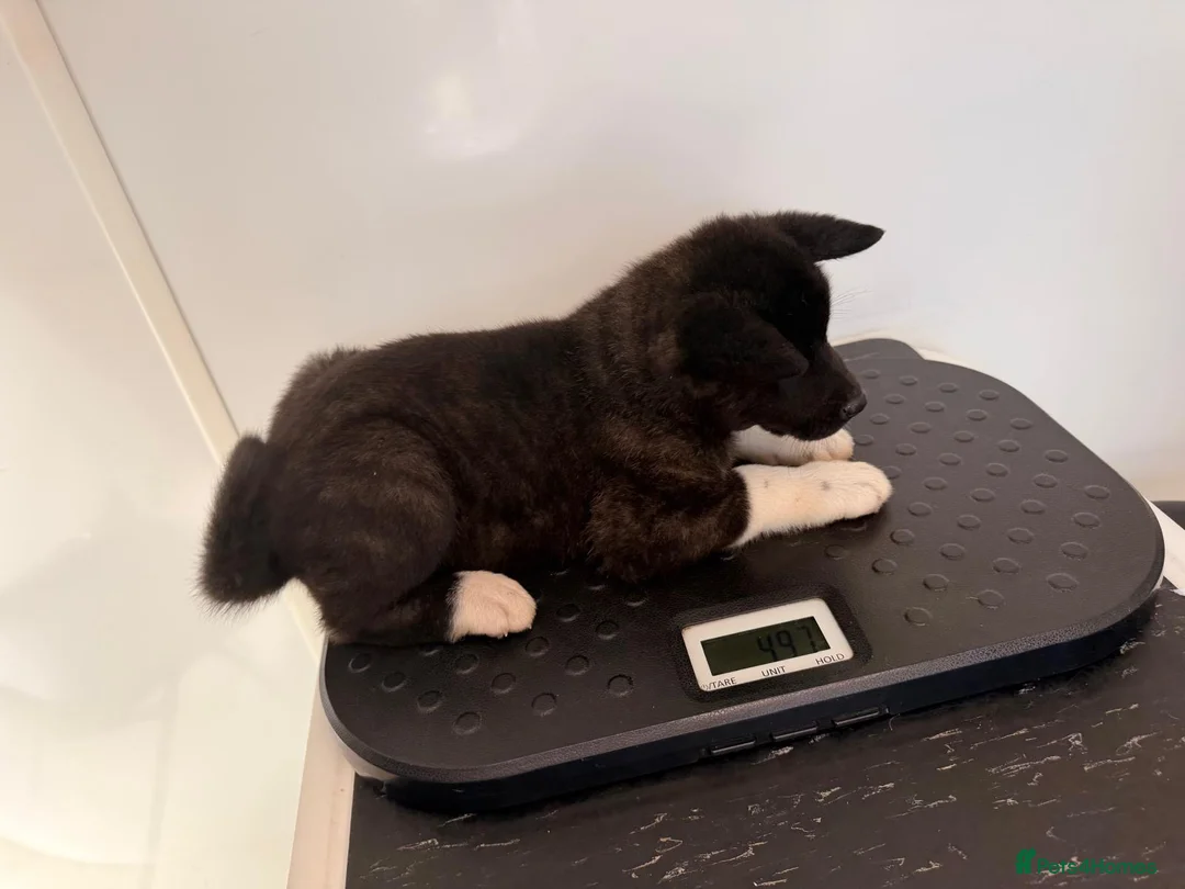 Akita dogs for sale: 2 Female KC American Akitas  in Alness - Advert 2