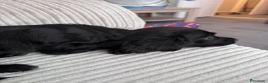 Cocker Spaniel 1