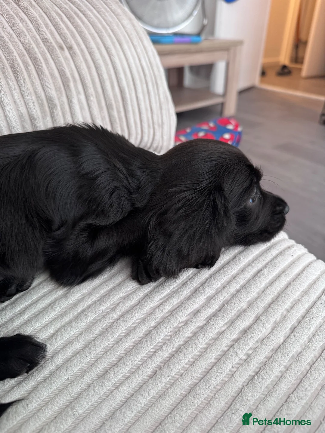 Cocker Spaniel dogs for sale: Beautiful 9 Week Old Cocker Spaniel Female  in Hove - Advert 2