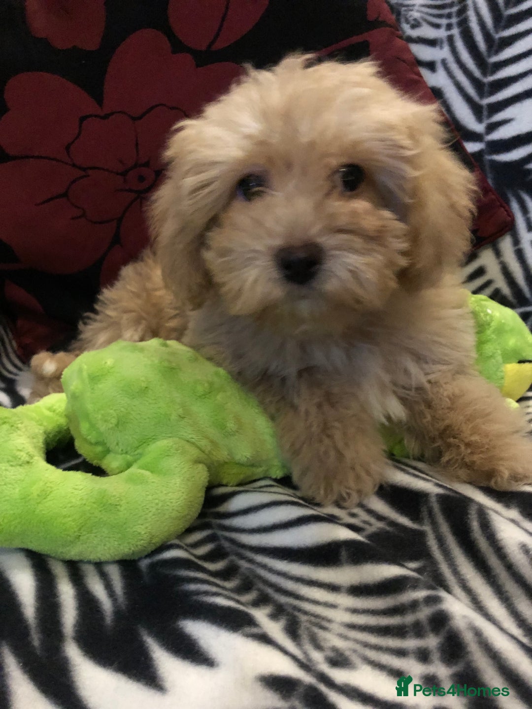 Mixed Breed dogs for sale: shihpoo x maltese puppies for sale - Advert 4
