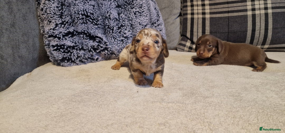 Miniature Dachshund dogs for sale: NICE PUPPPIES MINI DACHSHUND  - Advert 8
