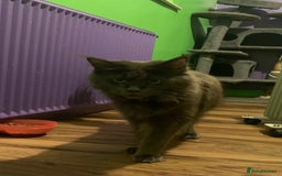 Maine Coon cats for sale: Beautiful Maine coon kittens - Image 2