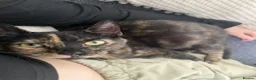 Mixed Breed cats for sale: Rescued kittens - Advert 2
