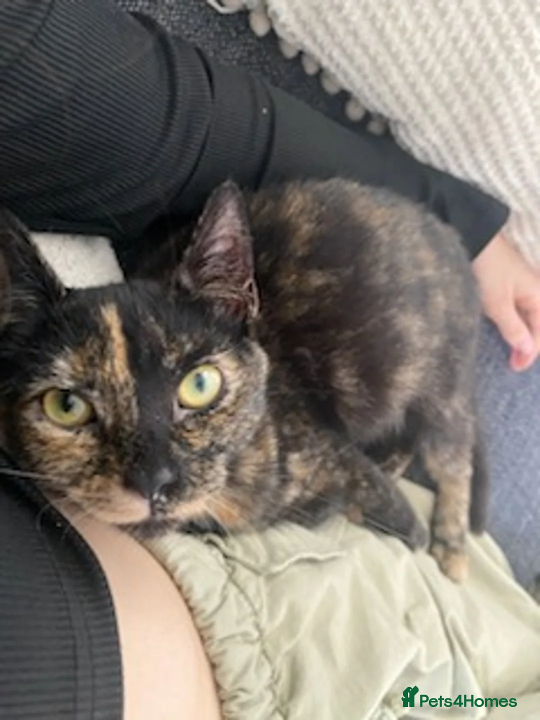 Mixed Breed cats for sale: Rescued kittens - Advert 2