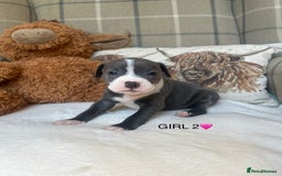 Staffordshire Bull Terrier dogs for sale: STAFFORDSHIRE BULL TERRIERS💚 - Image 7