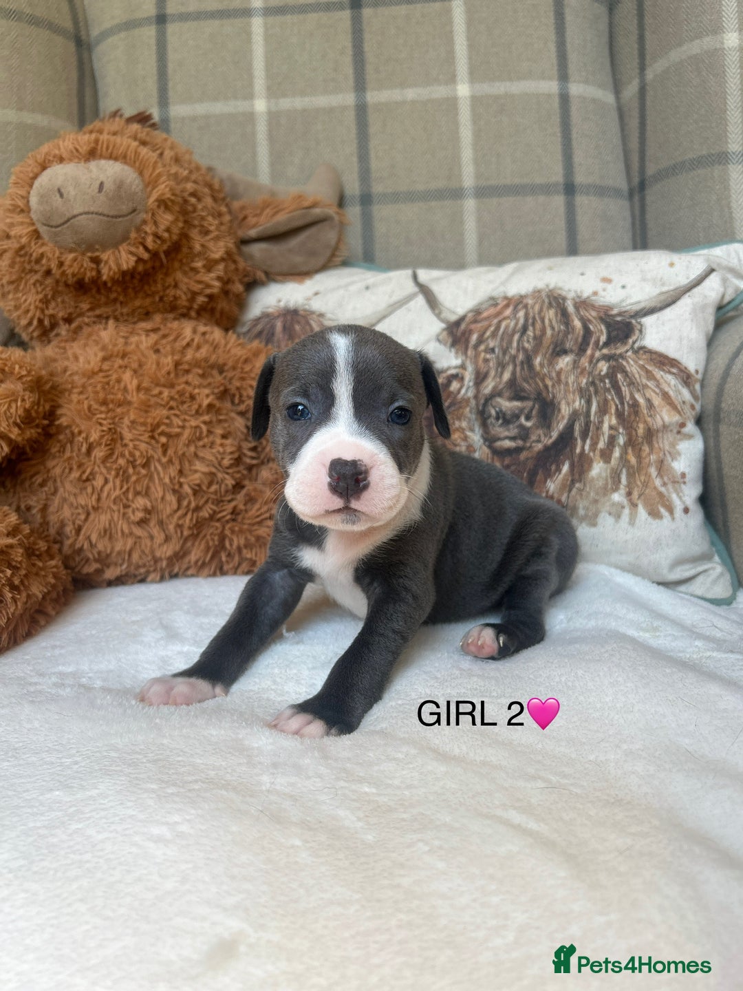 Staffordshire Bull Terrier dogs for sale: STAFFORDSHIRE BULL TERRIERS💚 - Image 7