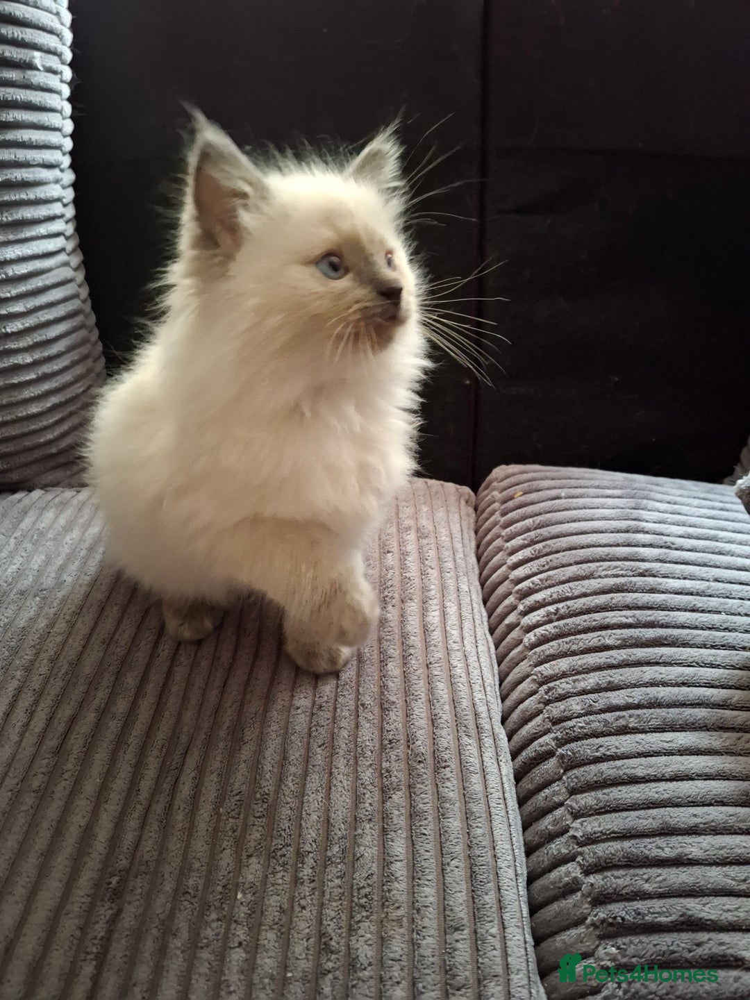 Ragdoll cats for sale: Ragdoll kittens  - Image 3