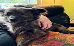 Mixed Breed dogs for adoption: 💖🐶 TWIGGY – A Happy Little Spirit🐶💖 - Image 26