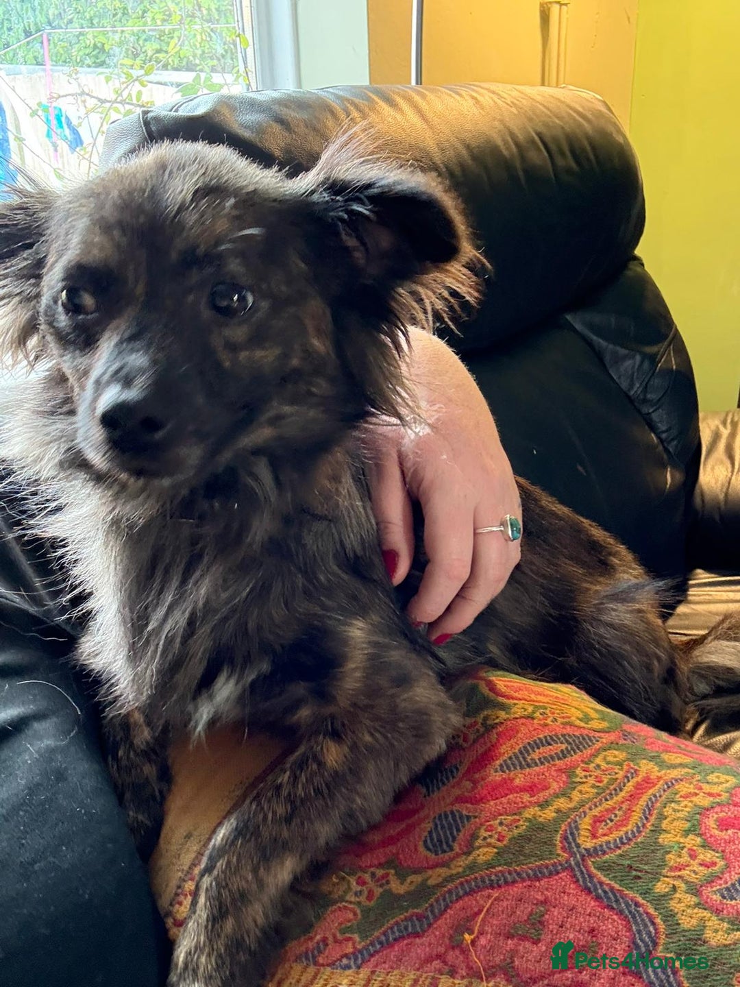 Mixed Breed dogs for adoption: 💖🐶 TWIGGY – A Happy Little Spirit🐶💖 - Image 26
