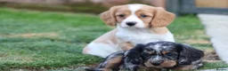 Cavapoo dogs for sale: COCKERLIERPOO puppies for sale - Advert 34