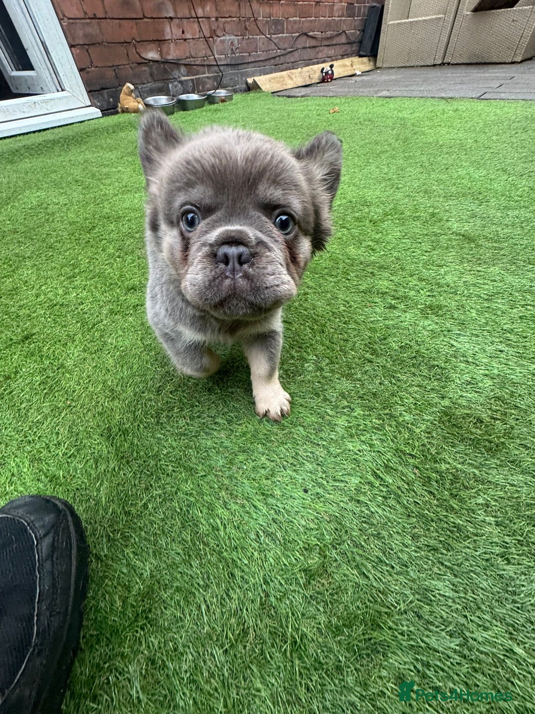 French Bulldog dogs for sale: Fluffy French bulldog 10wks old - Advert 3