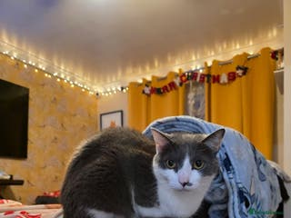 Domestic Shorthair cats 6 year old male - Advert 6