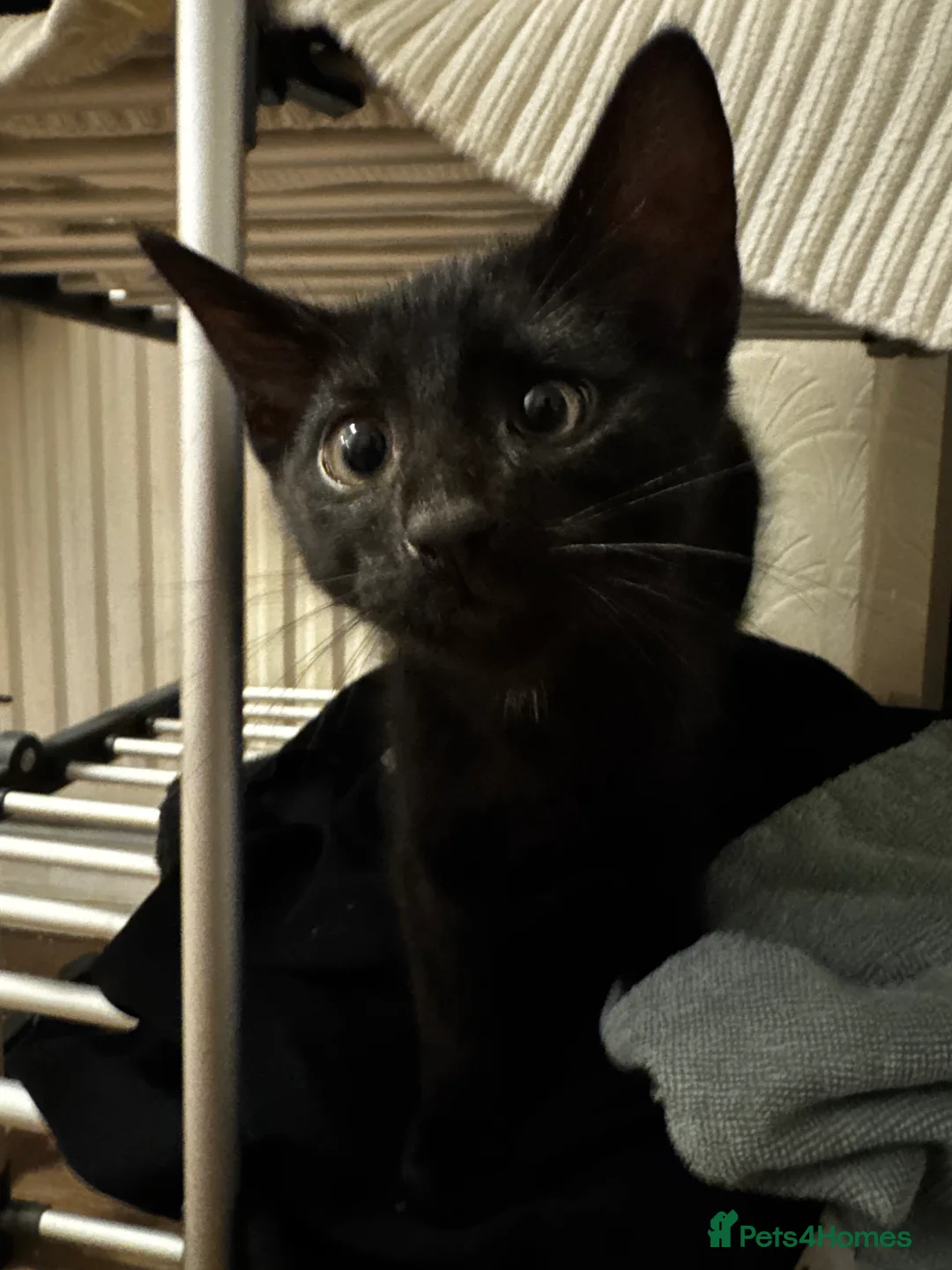 Mixed Breed cats for sale: Gorgeous black male kitten 🐈‍⬛  - Advert 2