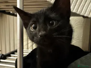 Mixed Breed cats Gorgeous black male kitten 🐈⬛ - Advert 1