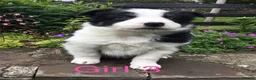 Border Collie dogs for sale: 6 Adorable Border Collie Puppies  in Brecon - Advert 5
