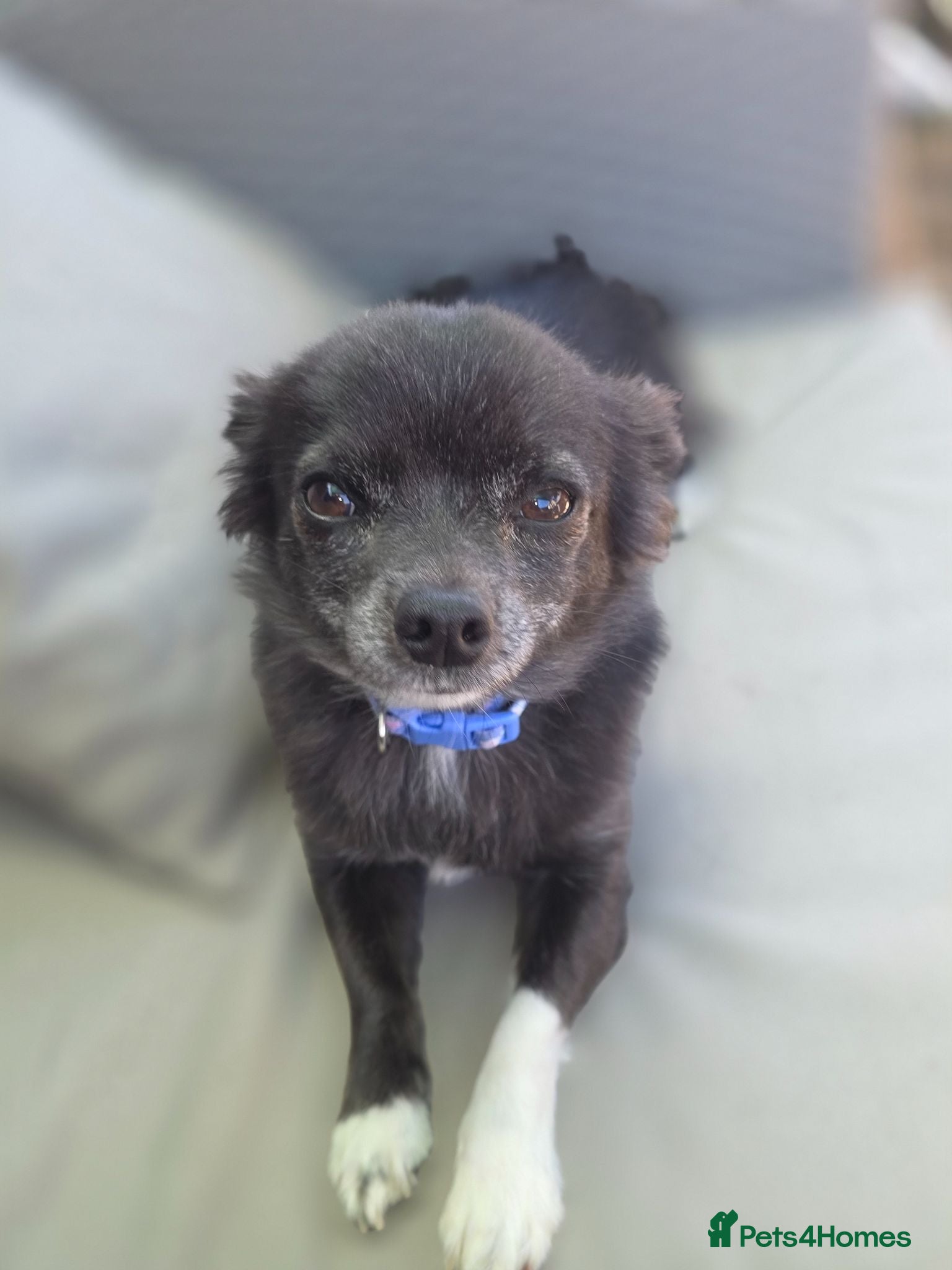 Chihuahua dogs Beautiful 3yr old Chihuahua for sale - Advert 14