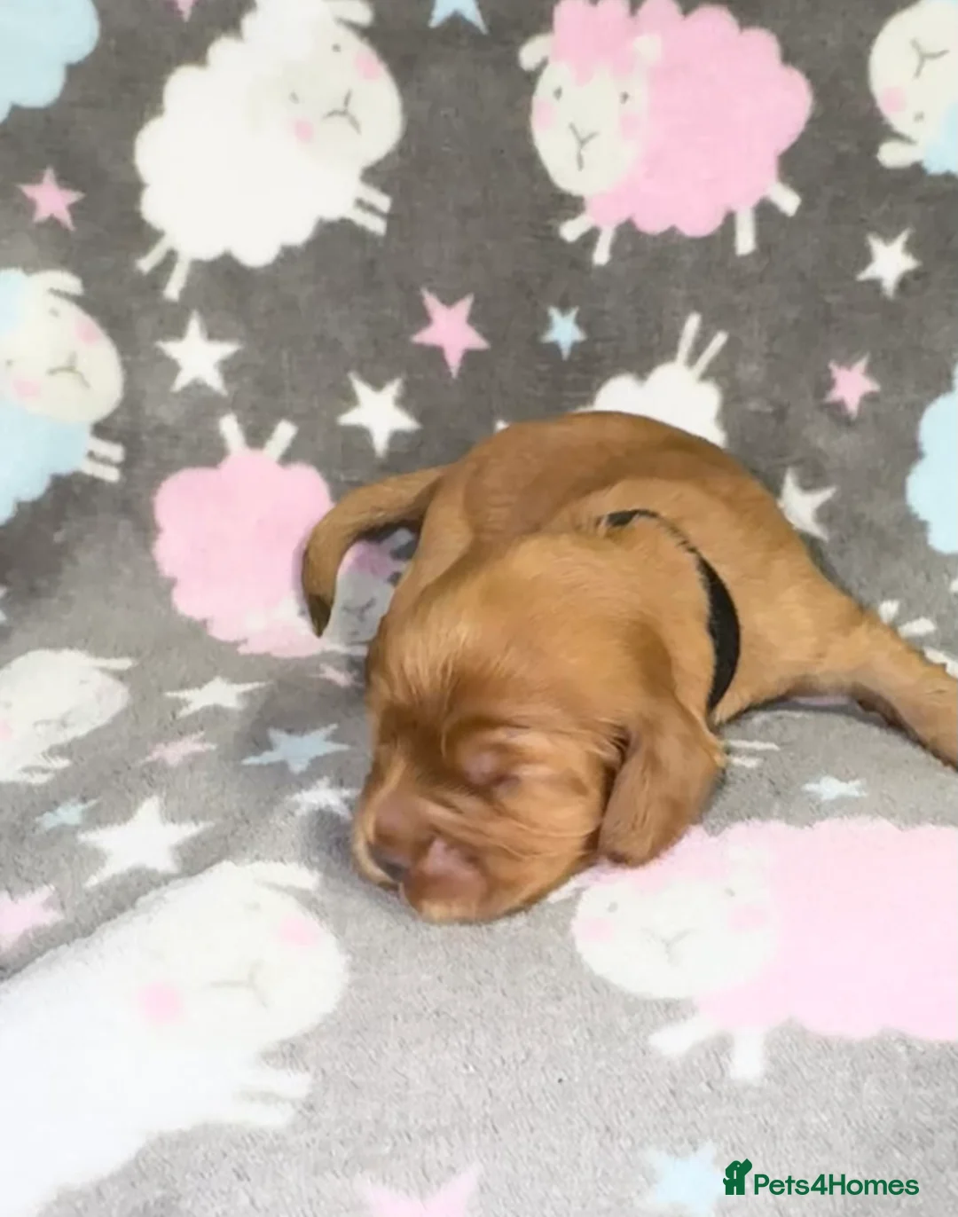 Cocker Spaniel dogs for sale: Outstanding Show Quality Show Type Cocker Spaniels - Advert 12