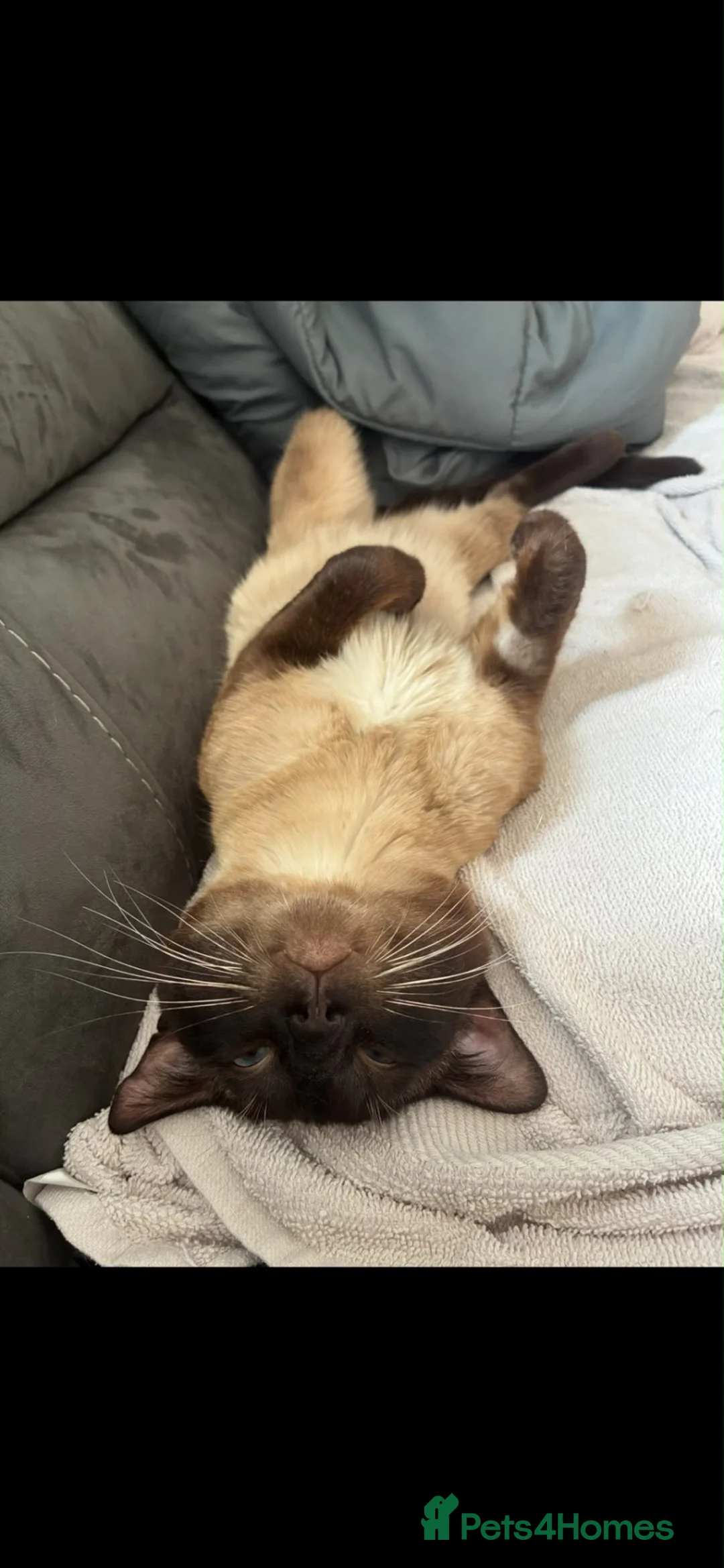 Bengal cats for sale: Beautiful half bengal  - Advert 6