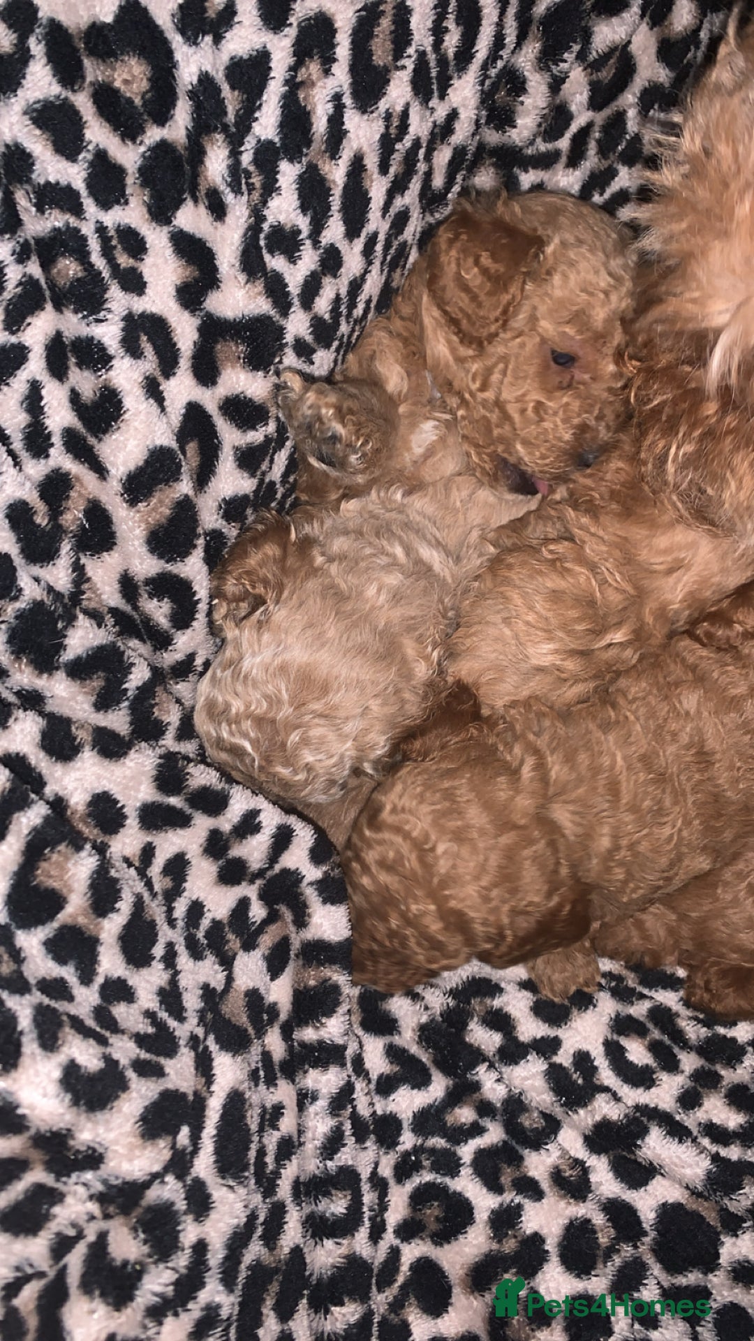 Toy Poodle dogs for sale: Toy poodle puppies for sale  - Image 1