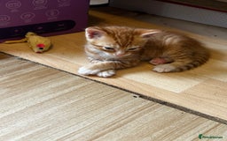 Ragdoll cats for sale: Ragdoll mixed tabby Ginger kittens - Image 6