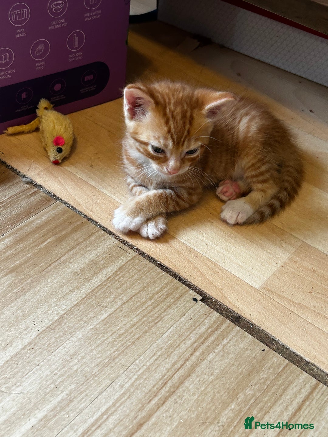 Ragdoll cats for sale: Ragdoll mixed tabby Ginger kittens - Image 6