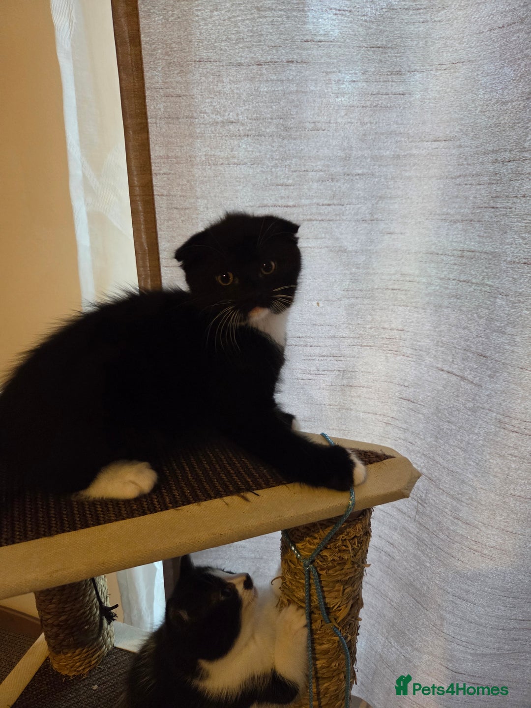 Mixed Breed cats for sale: Male kitten - Advert 10