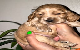 Cocker Spaniel dogs for sale: KC Stunning Golden Show-Type Cocker Spaniel  - Advert 6