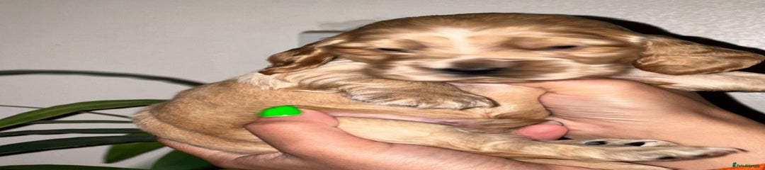 Cocker Spaniel Puppy 1